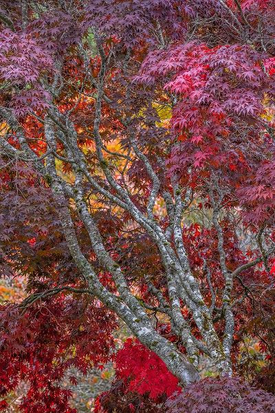 Jaynes Gallery 아티스트의 USA-Washington State-Seabeck Japanese maple tree in autumn작품입니다.